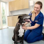 medivet 3