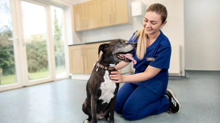 medivet 3