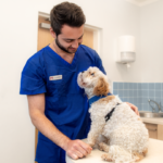 medivet 44