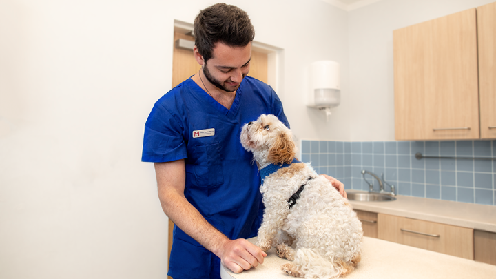 medivet 44