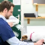 medivet photo 2