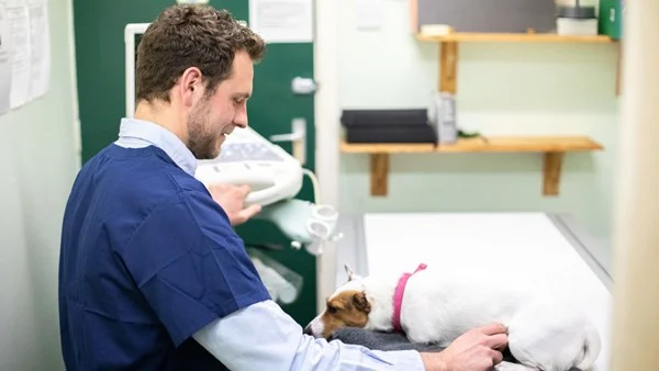 medivet photo 2